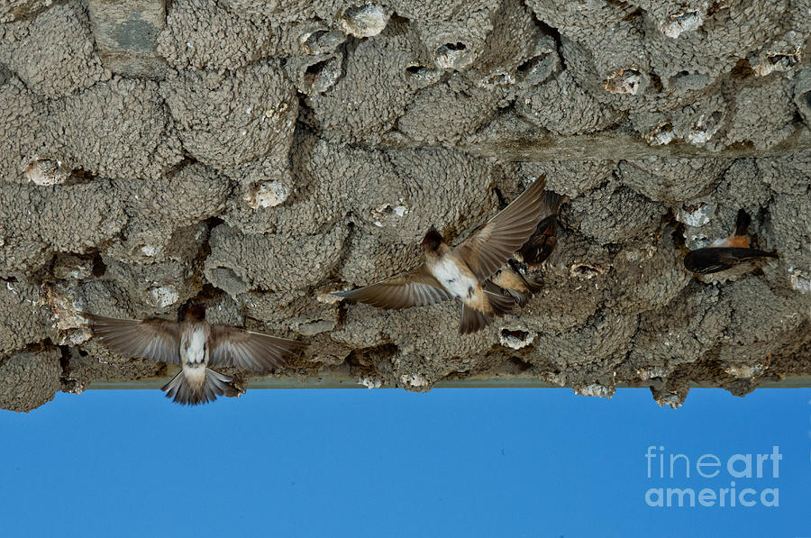 Cliff Swallows At Nests Photograph by Anthony Mercieca Fine Art America