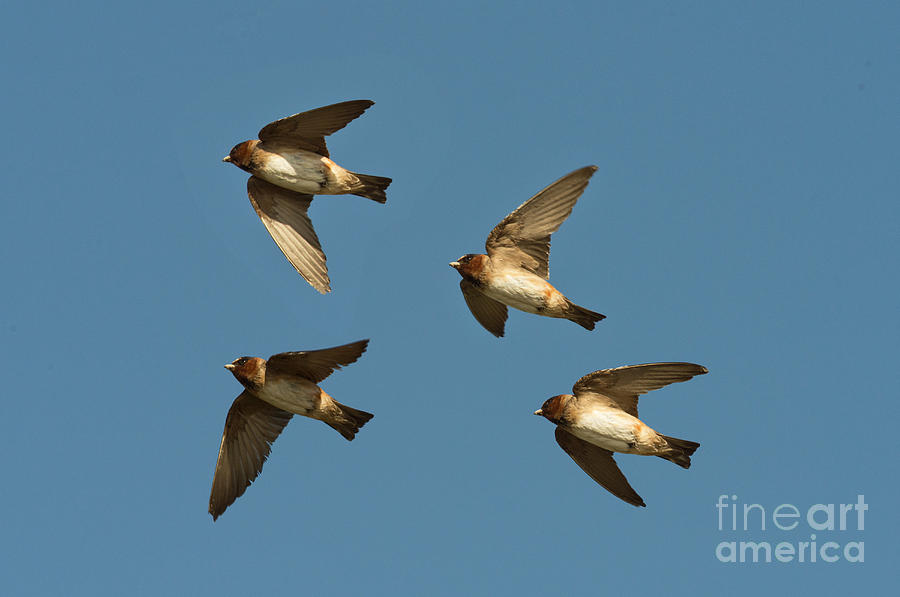 Cliff Swallows Flying Photograph by Anthony Mercieca