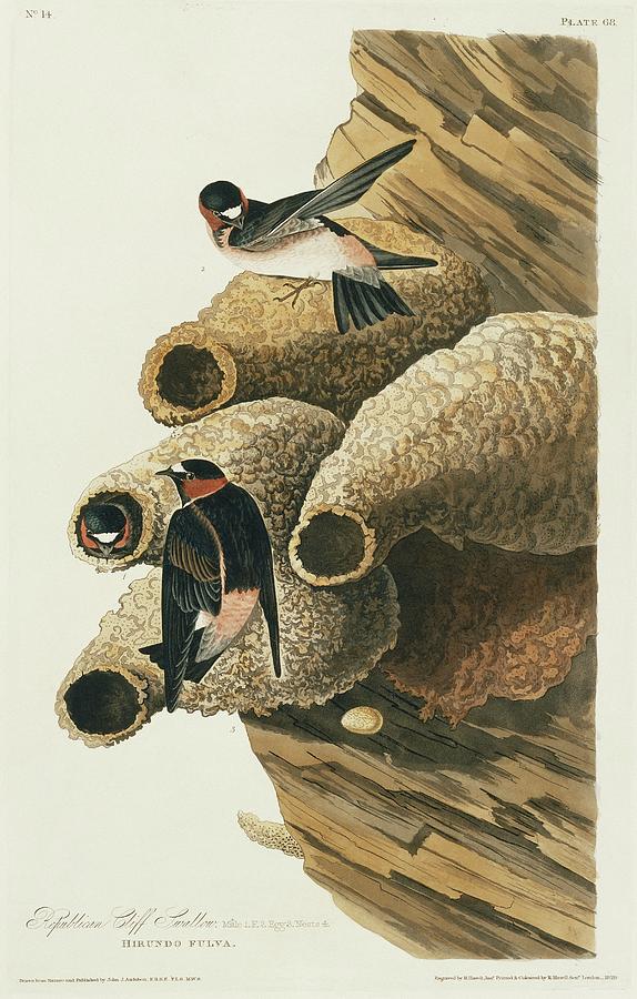 Cliff Swallows Nesting Photograph by Natural History Museum, London/science Photo Library
