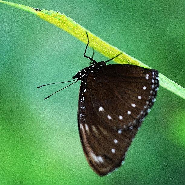 Cliffhanger Movie Photograph - #cliffhanger #butterfly Living by Leon Traazil