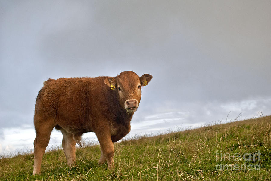 Cliffs of Moher Brown Cow Digital Art by Danielle Summa