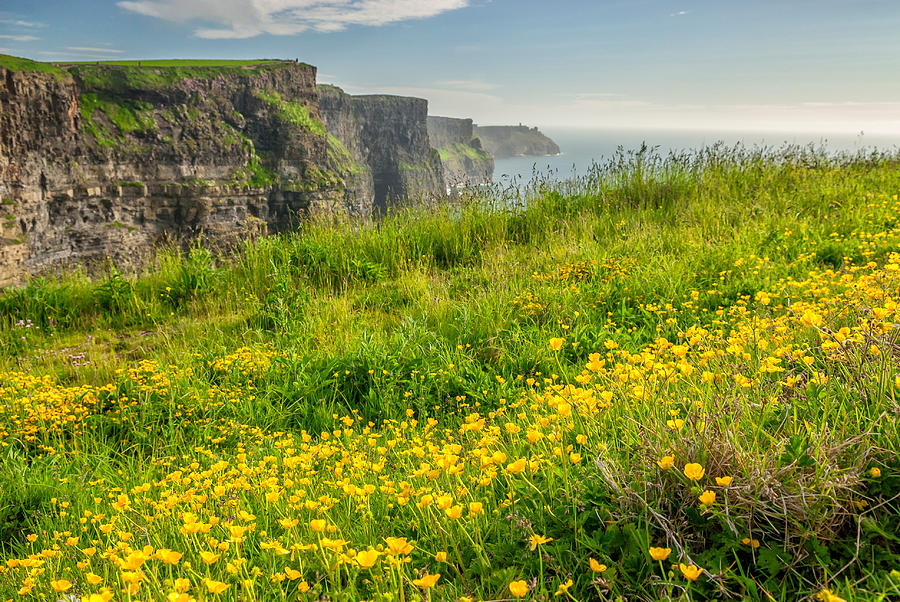 Cliffs Of Moher Wildflowers, County Photograph by James Steinberg