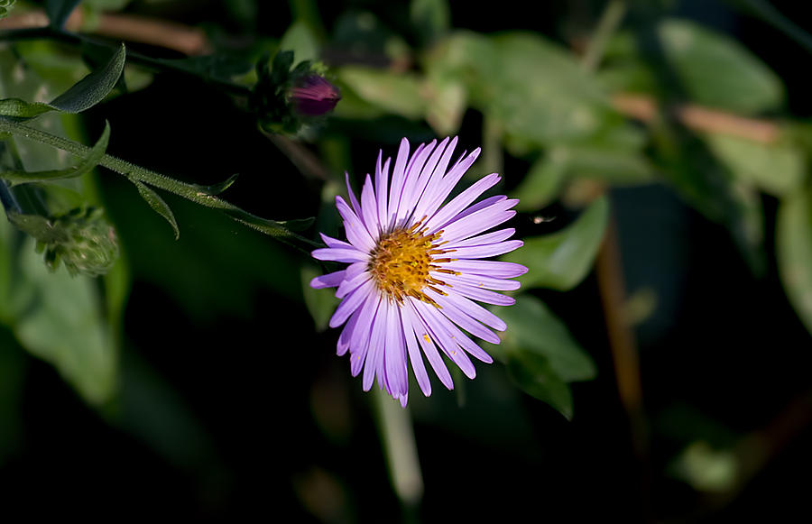 Climbing Aster Photograph by Kenneth Albin