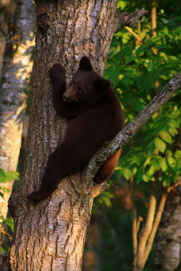 Climbing Bear Cub Photograph By Deshagen Photography - Fine Art America