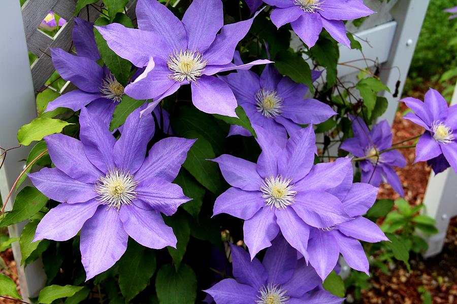 Climbing Clematis Photograph by Charlene Reinauer