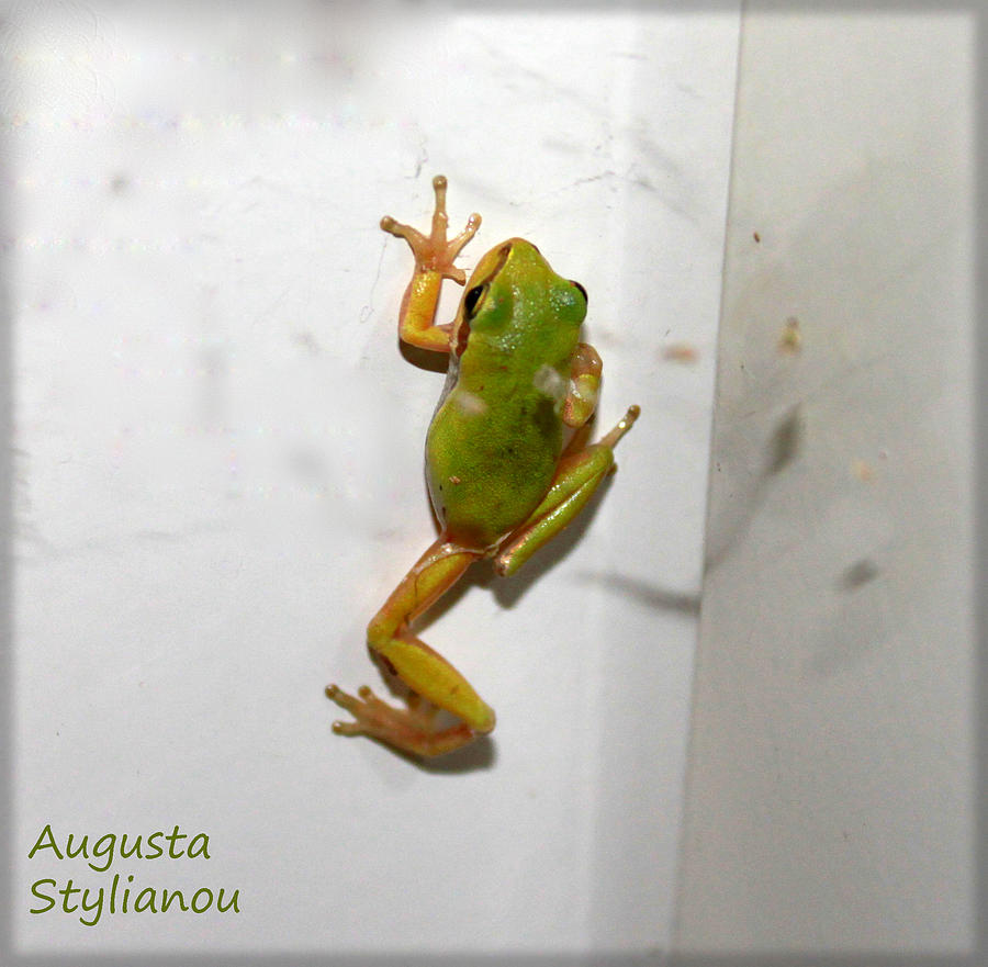 Climbing Frog Photograph by Augusta Stylianou Fine Art America