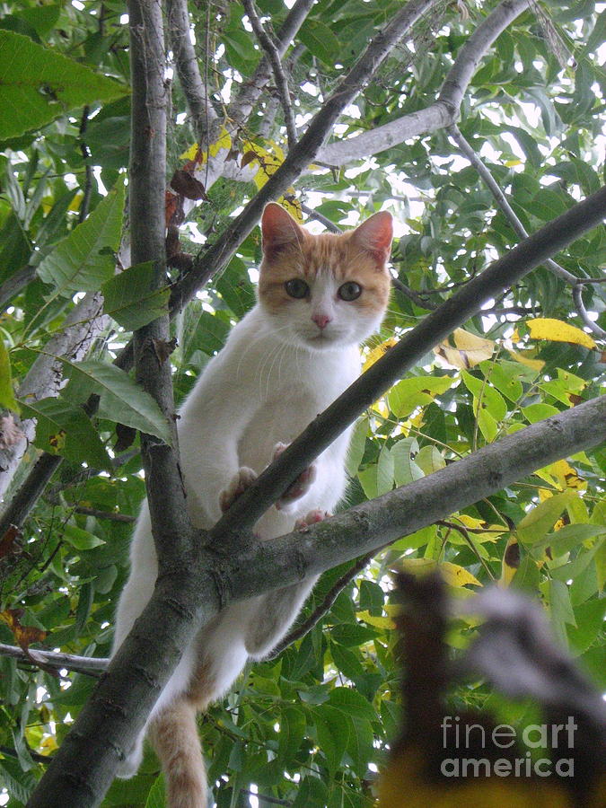 Climbing Kitty Photograph by Wendy Coulson