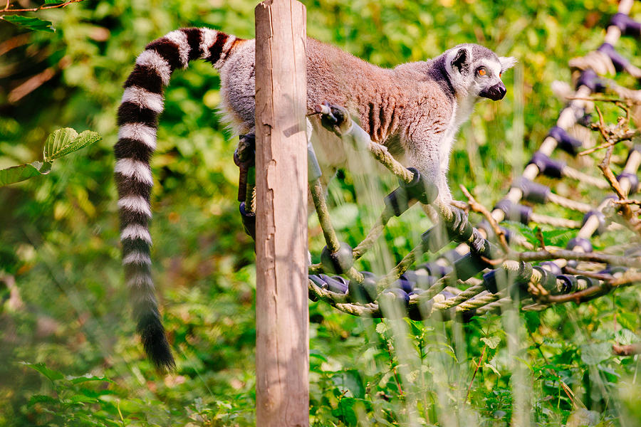 Nature Photograph - Climbing Lemur by Pati Photography