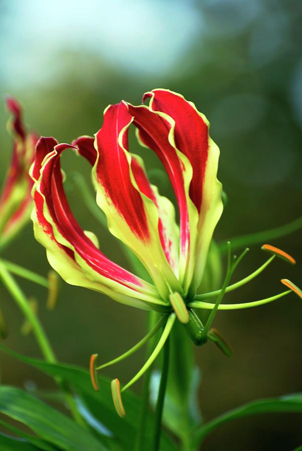 Climbing Lily (gloriosa Rothschildiana) Photograph by Ian Gowland/science Photo Library