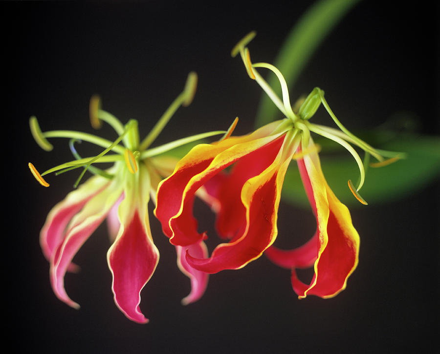 Climbing Lily (gloriosa Superba) Photograph by Rowland Roques Oneil/ Science Photo Library