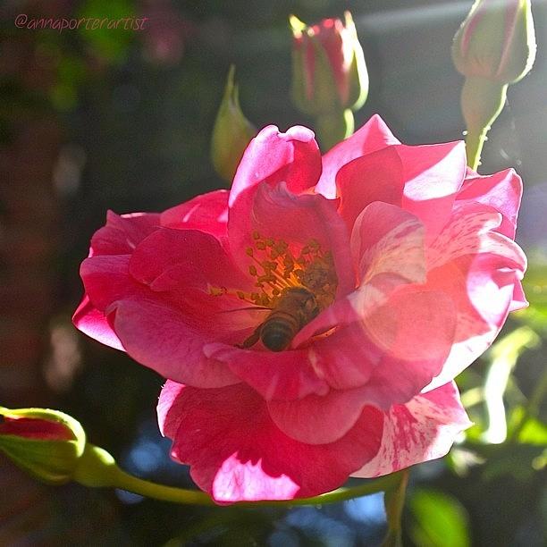Nature Photograph - Climbing Rose And Bumble Bee by Anna Porter