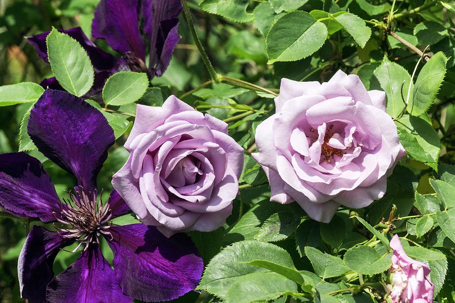Climbing Rose And Clematis jackmanii Superba Flowers Photograph by Brian Gadsby/science Photo Library