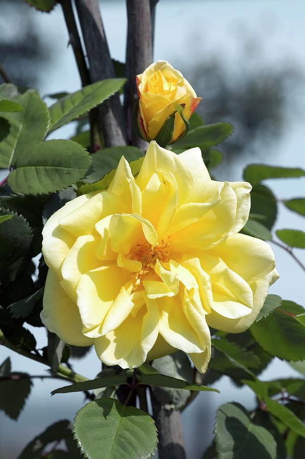 Climbing Rose (golden Gate) Photograph by Brian Gadsby/science Photo Library