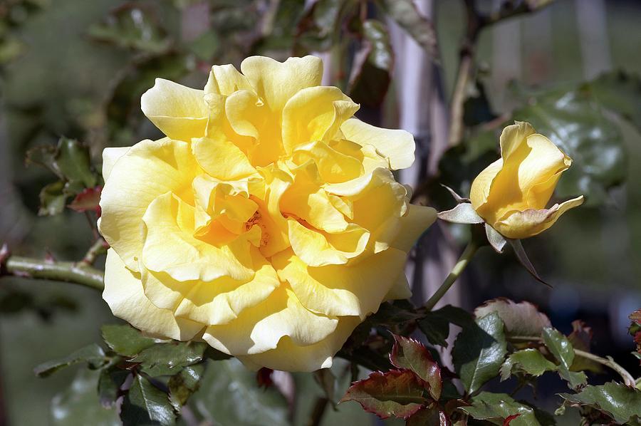 Climbing Rose rimosa Photograph by Brian Gadsby/science Photo Library