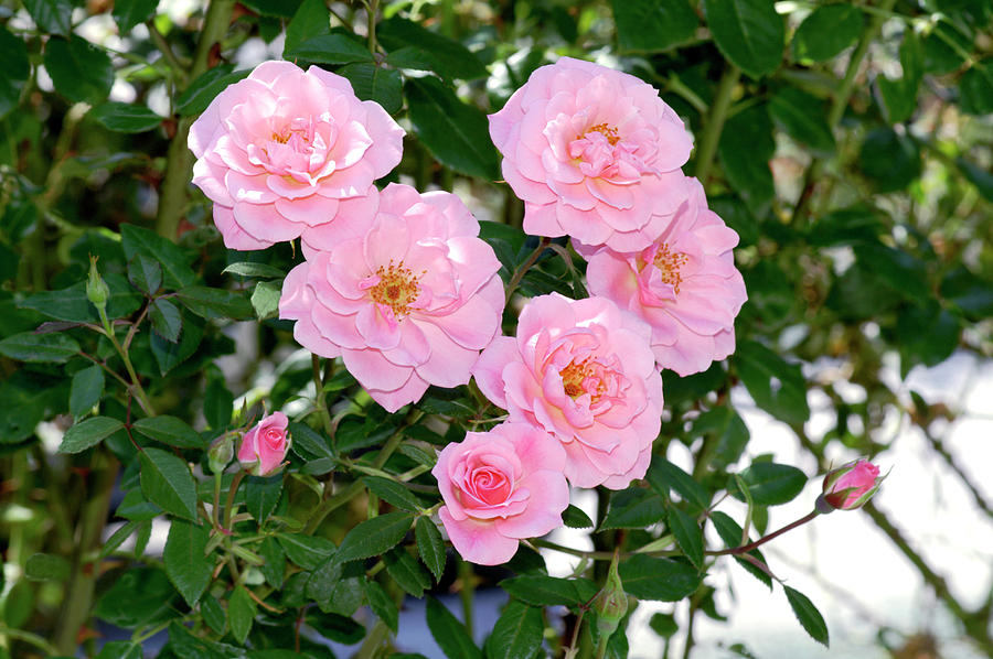 Climbing Rose (rosa chew Pearl) Photograph by Brian Gadsby/science Photo Library