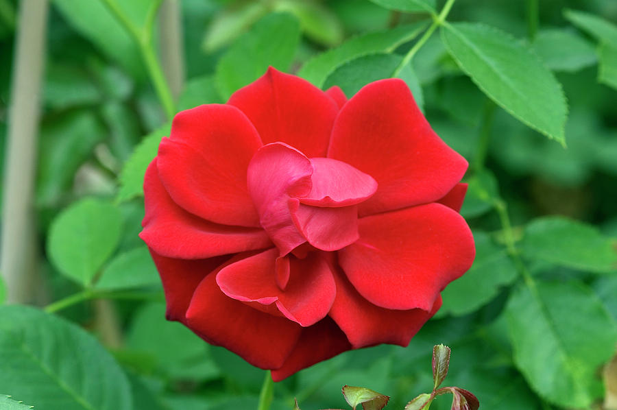 Climbing Rose (rosa thats Jazz) Photograph by Brian Gadsby/science Photo Library