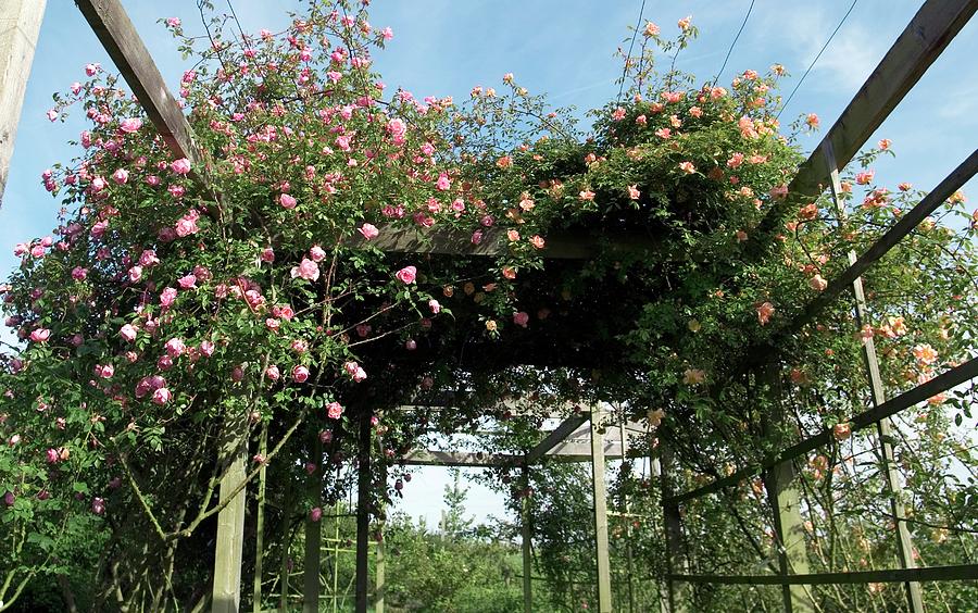 Climbing Roses On Pergola. (lijang Rose) Photograph by Brian Gadsby/science Photo Library