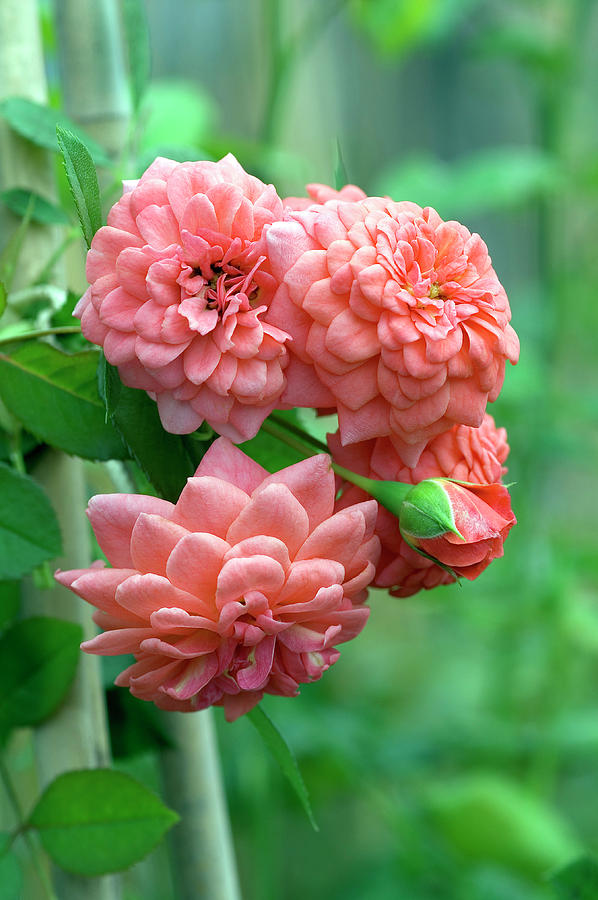 Climbing Roses (rosa salmon Keops) Photograph by Brian Gadsby/science Photo Library