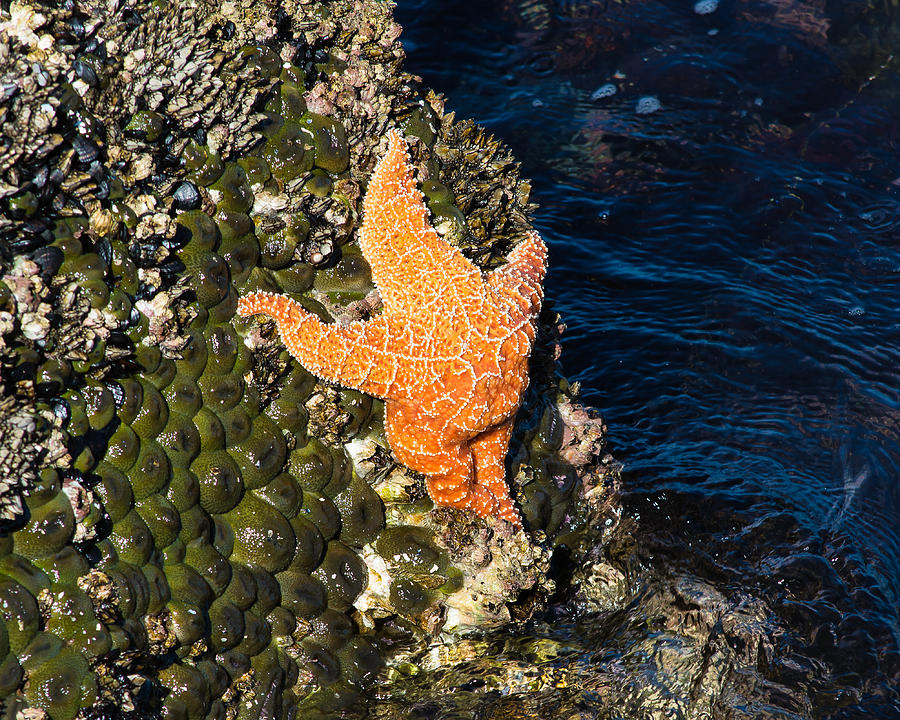 Climbing Starfish Photograph by Mark Little