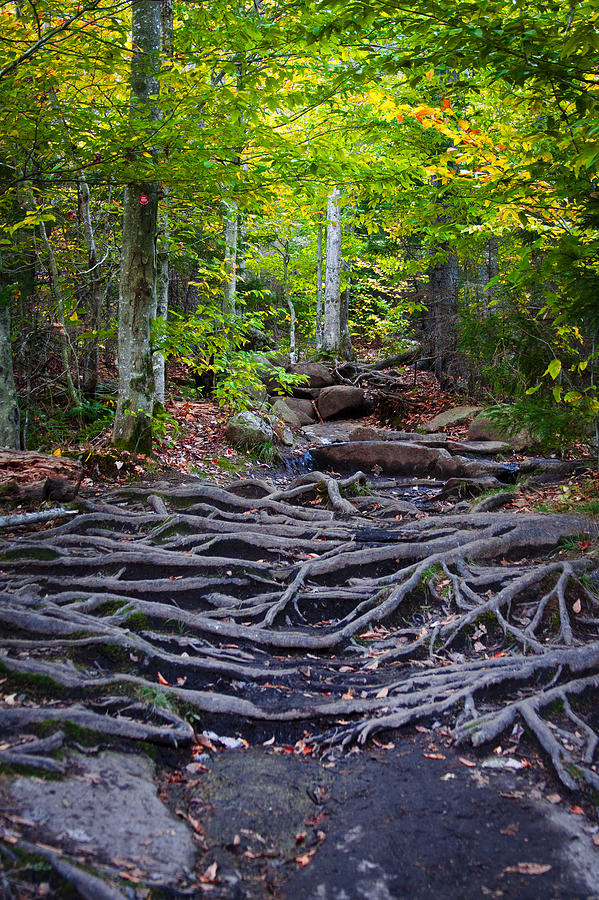 Climbing the Rocks and Roots of Bald Mountain Photograph by David Patterson