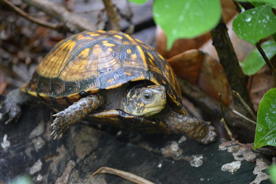 Climbing Turtle Photograph by Charlie Day - Fine Art America