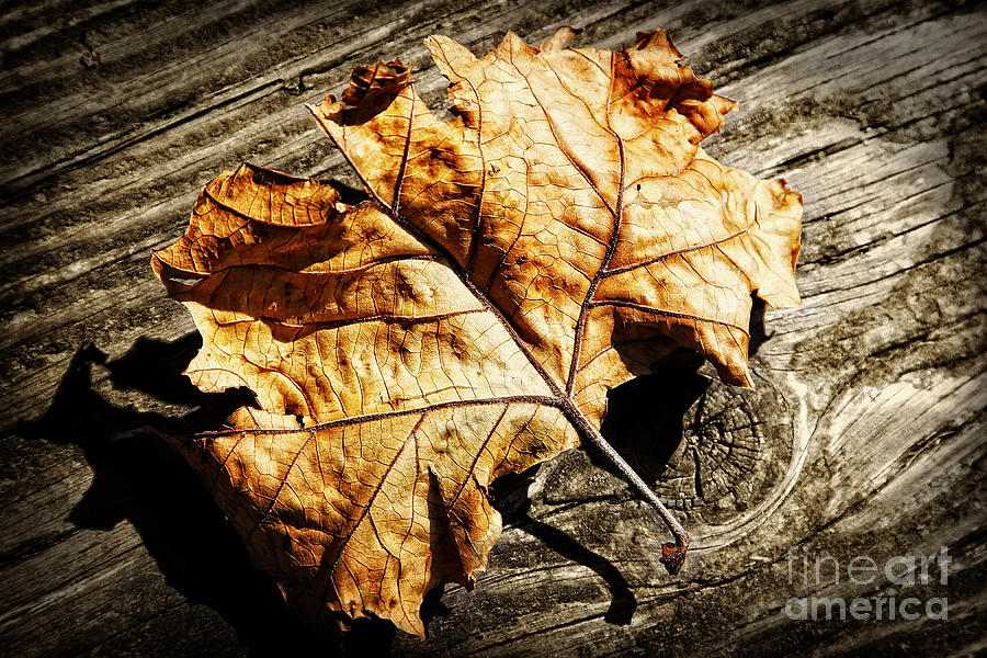 Fall Photograph - Clinging to Color by Lincoln Rogers