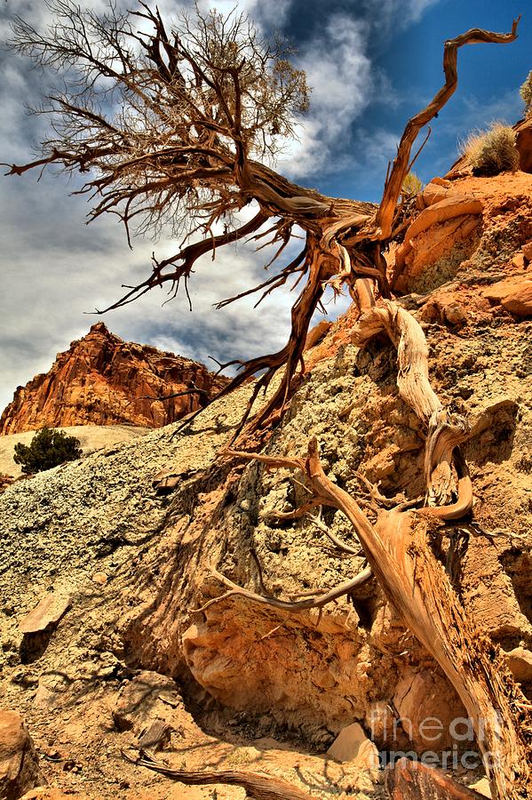 Clinging To Life At Capitol Reef Photograph by Adam Jewell