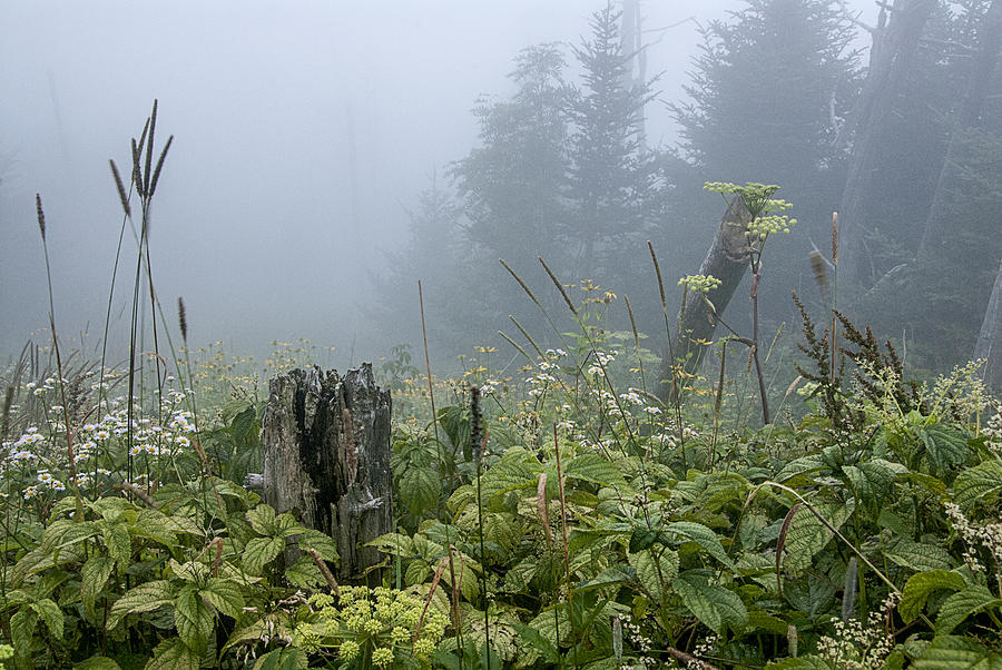 Clingmans Fog I Photograph by Carol Erikson
