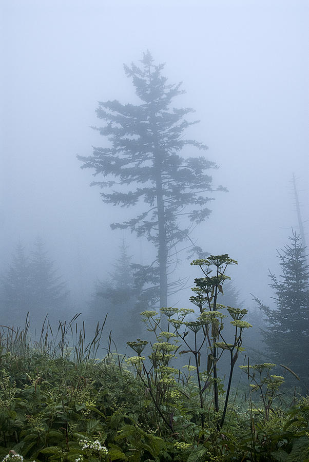 Clingmans Fog II Photograph by Carol Erikson