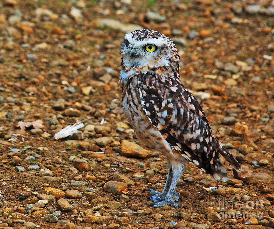 Clint the Burrowing Owl Photograph by Richard Gibb
