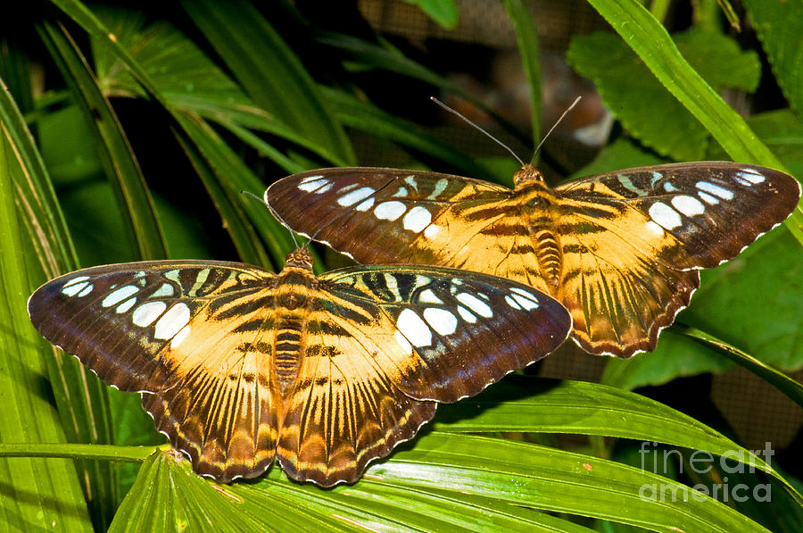 Nature Photograph - Clipper Butterflies by Millard H. Sharp