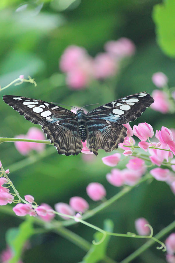 Butterfly Photograph - Clipper Butterfly 2 by Becca Buecher