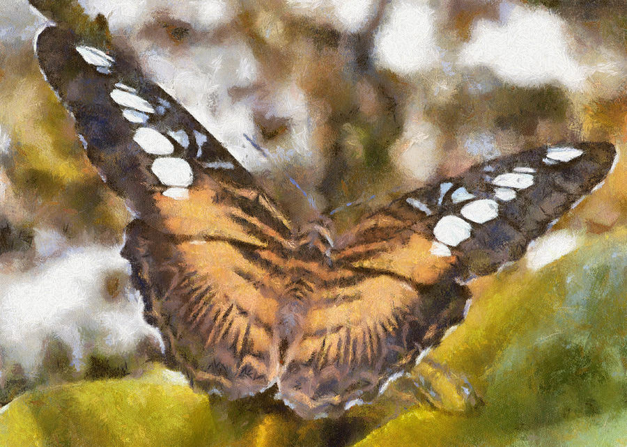 Clipper Butterfly Digital Art by Charmaine Zoe