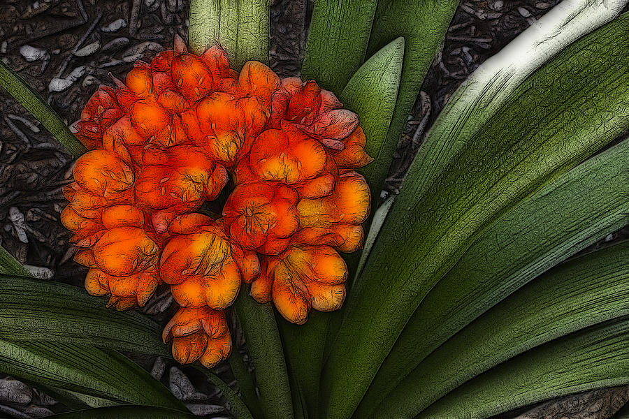 Clivia Digital Art by Photographic Art by Russel Ray Photos