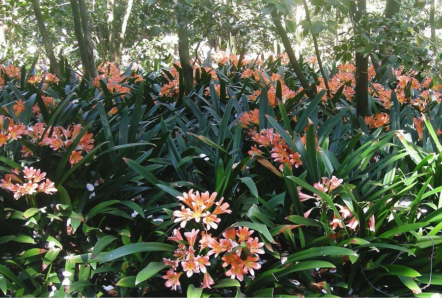 Clivias in the Garden Photograph by Marian Jenkins