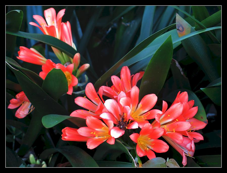 Nature Photograph - Clivias by Leanne Seymour