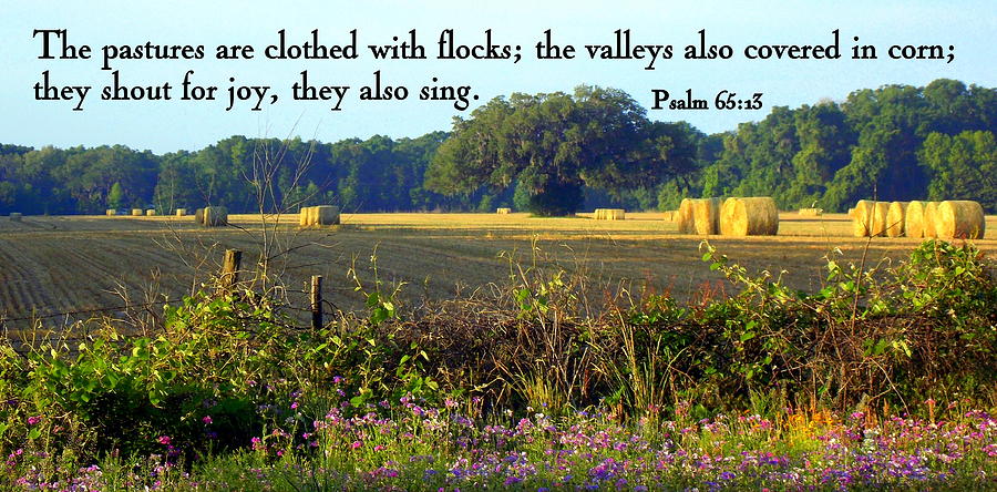 Clothed with Flocks Photograph by Sheri McLeroy