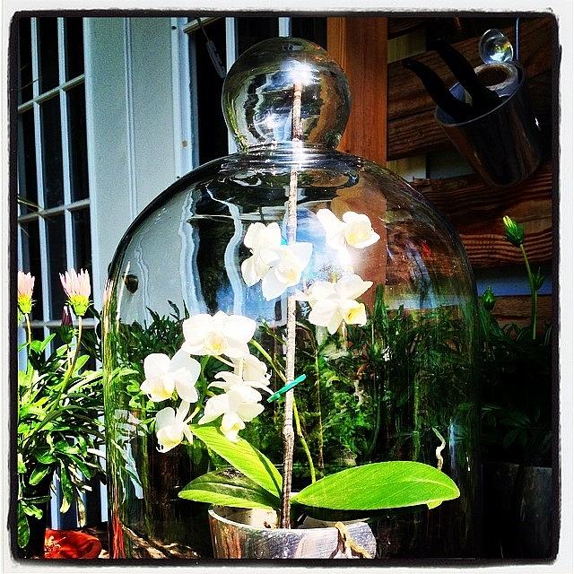 #cloche #belljar #glass #orchid #plant by J Michael Bragg Photography