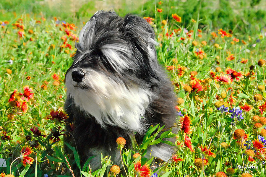 Cloey in the Flowers Photograph by Dyle   Warren