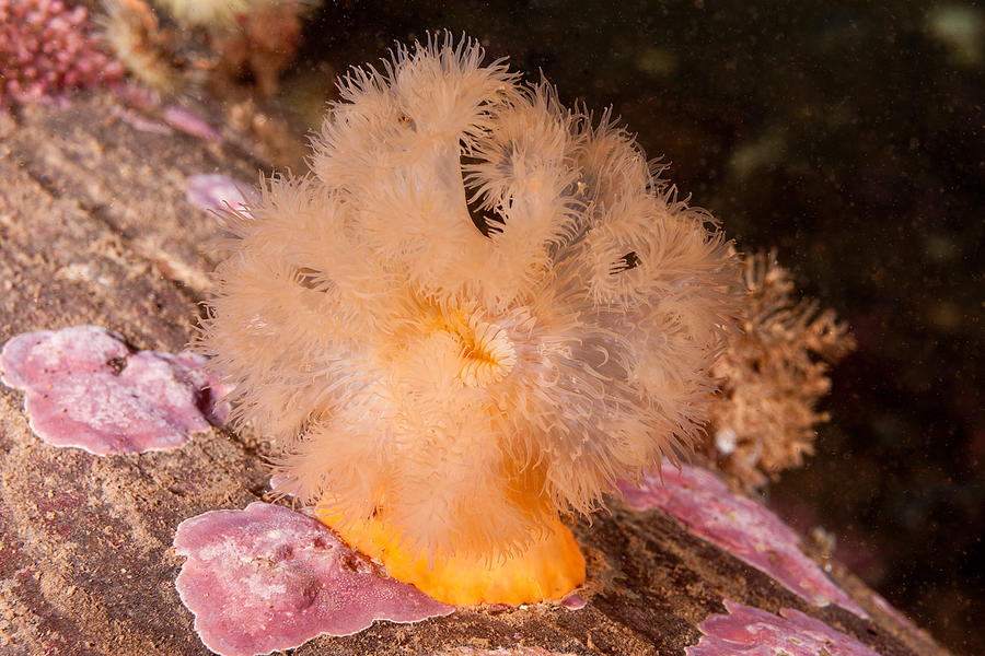 Cloned Plumose Anemone Photograph by Andrew J. Martinez