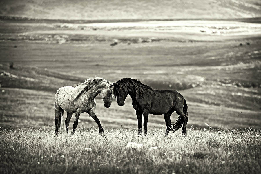 Horse Photograph - Close Encounter by Vedran Vidak