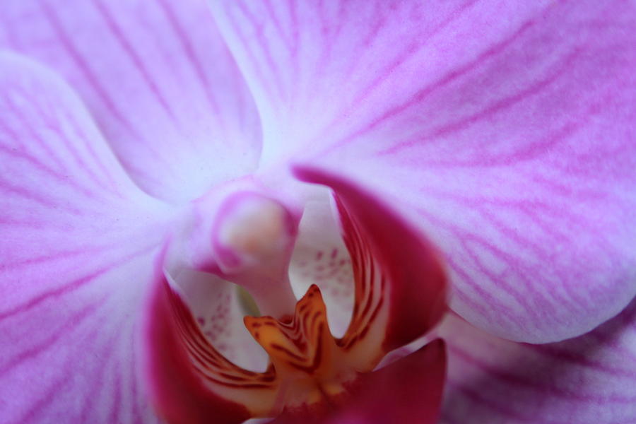 Orchid Photograph - Close by Greg Allore