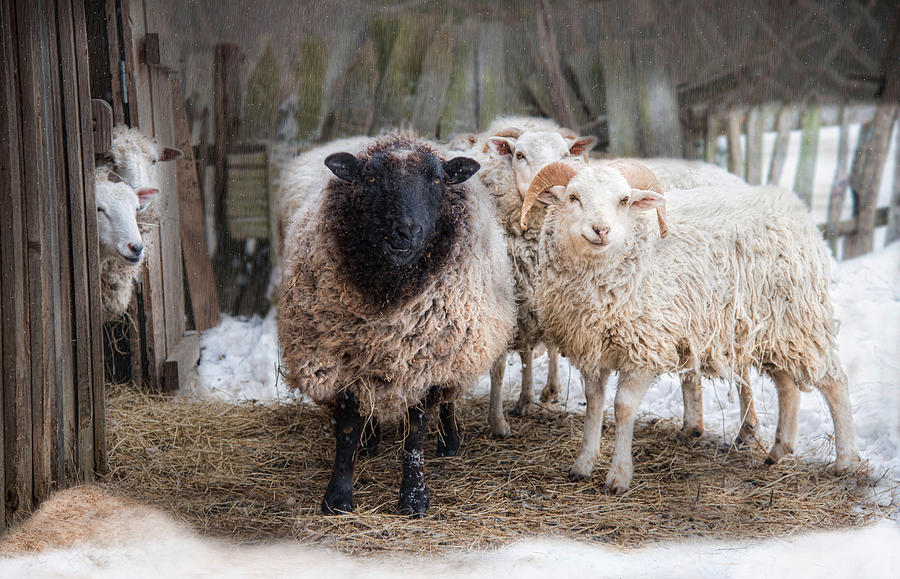 Sheep Photograph - Close Knit by Robin-Lee Vieira