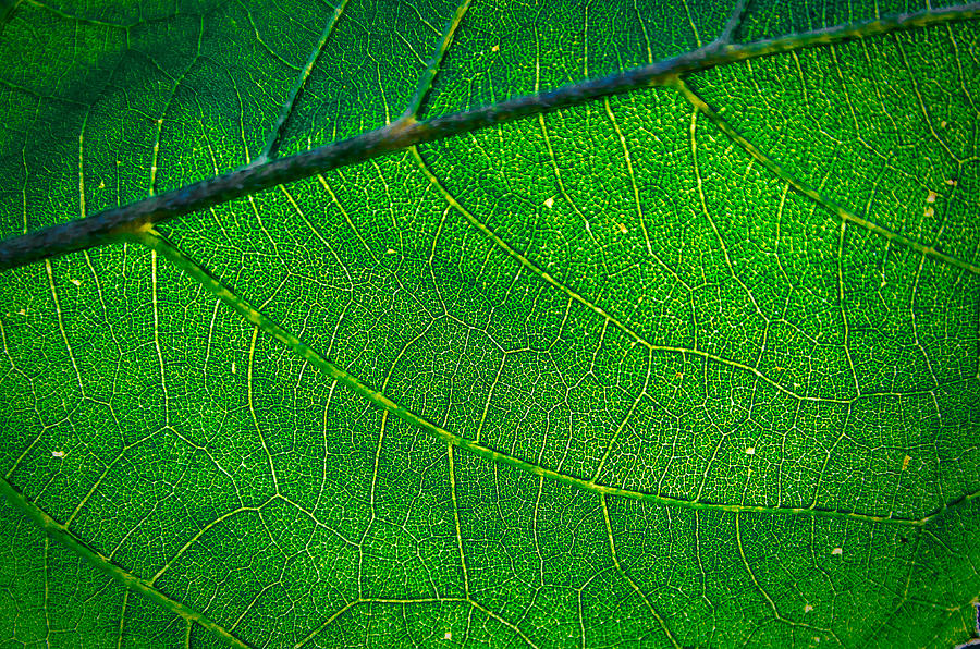 Close Leaf Photograph by Rick Bartrand
