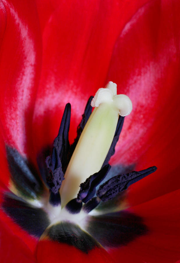 Close Look at Tulip Photograph by David and Carol Kelly