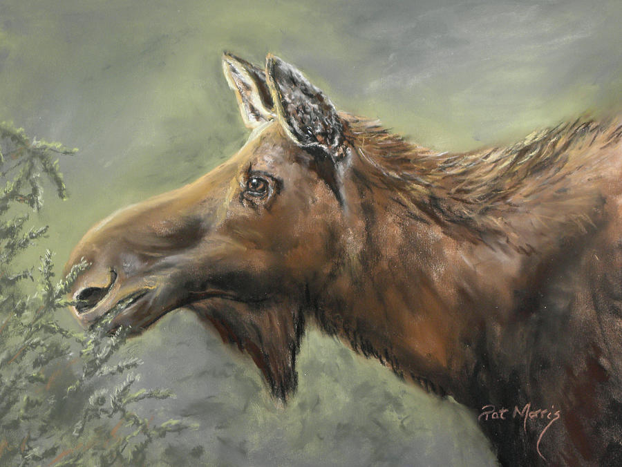 Moose Pastel - Close by Pat Morris