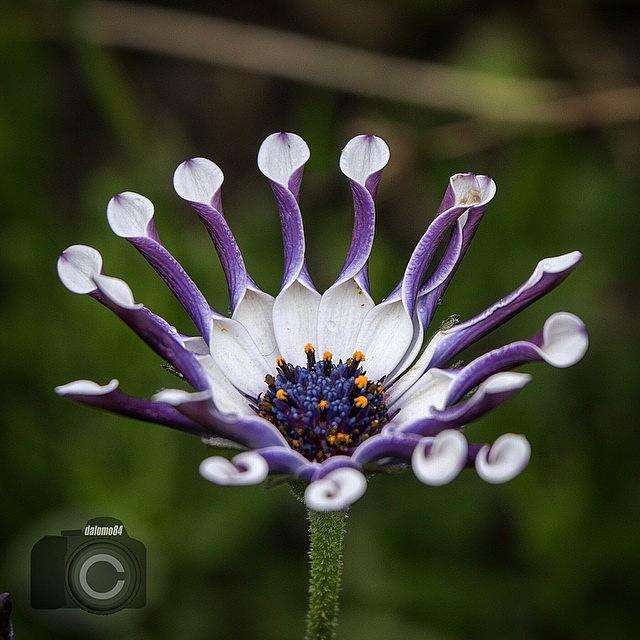 Osteospermum Photograph - Close Petals #flowersbydl by David Lopez