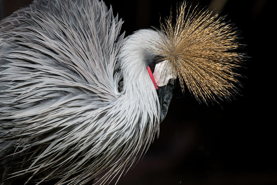 Close Portrait Of A Grey Crowned Crane Photograph by © Santiago Urquijo