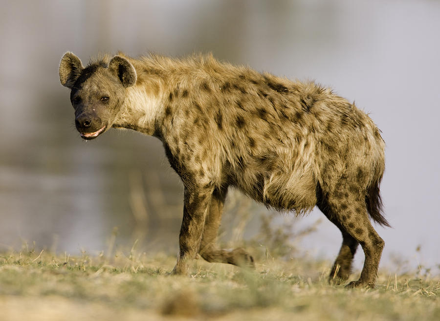 Close shot of a hyena standing Photograph by Pjmalsbury