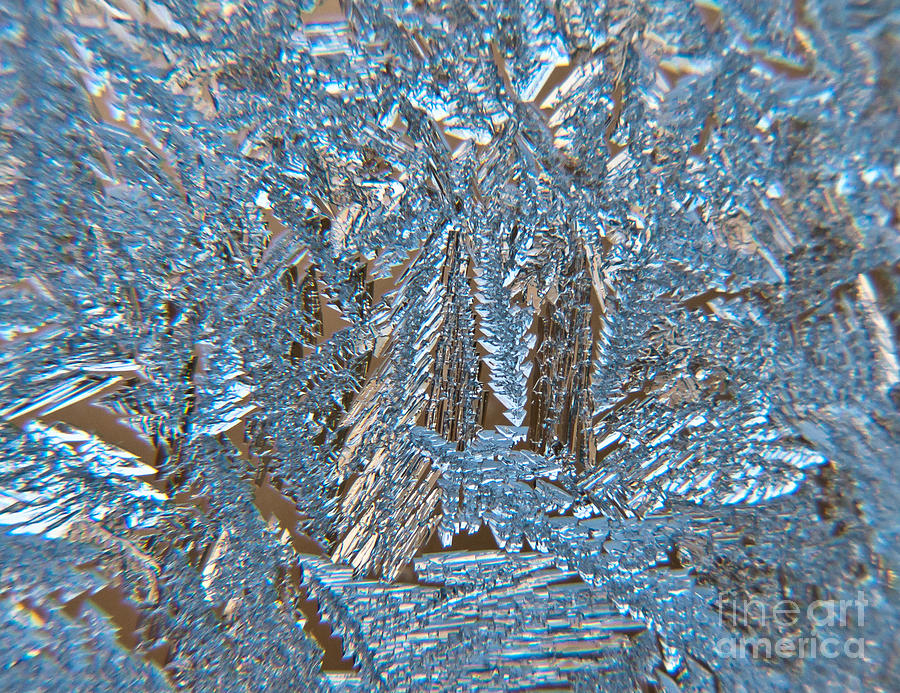 Close to frost Photograph by Cheryl Baxter